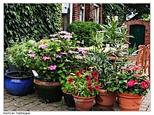 der_schoenste_garten_05.jpg