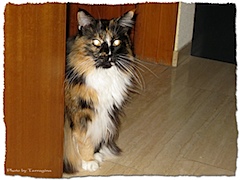 katzentatzen_0038.jpg
