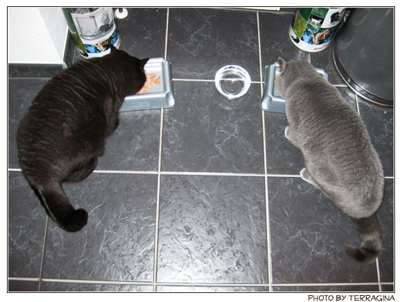 frieda_&_minu_20091121.jpg