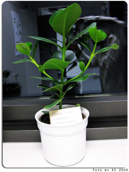 clusia_rosea_01.jpg