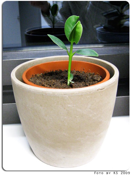 clusia_rosea_02.jpg
