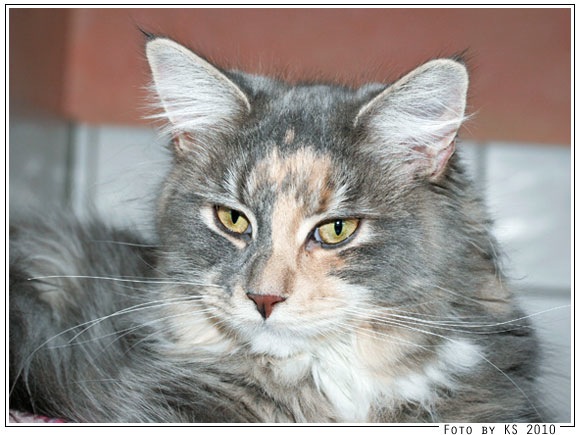 nala_20100316.jpg