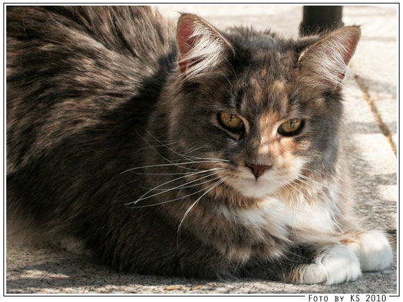 nala_20100416_01.jpg