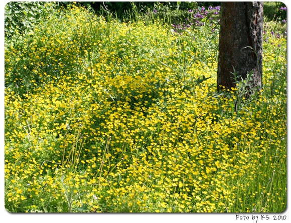 butterblumenmeer.jpg