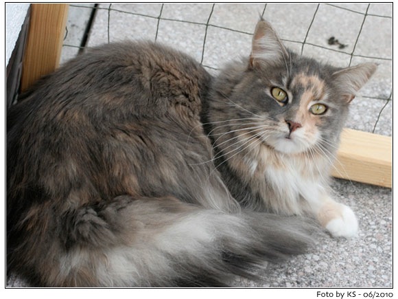 Nala_20100620_01.jpg