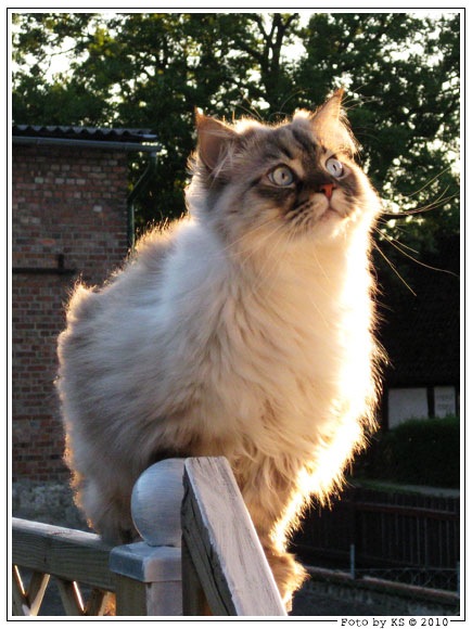 kimba_01.jpg