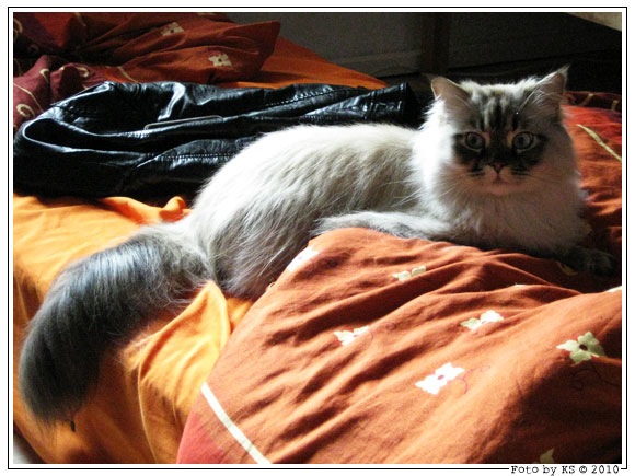 kimba_02.jpg