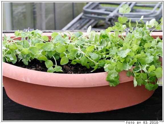 oregano_koriander.jpg