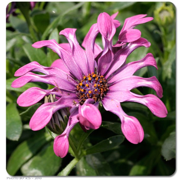rateblume.jpg