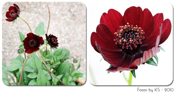 schokoblume.jpg