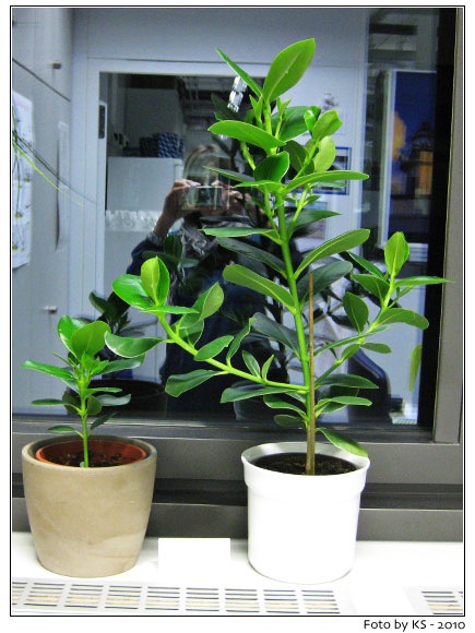 clusia_rosea.jpg