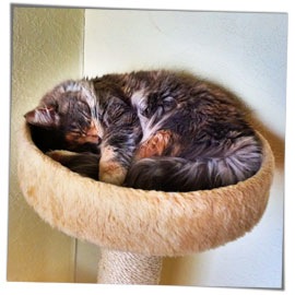nala_201000930.jpg