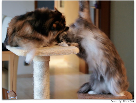 cats_20101015_01.jpg
