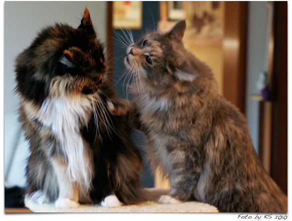 cats_20101015_05.jpg