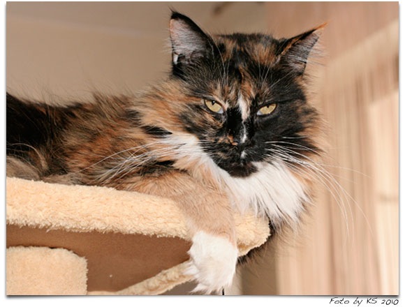 cats_20101015_06.jpg