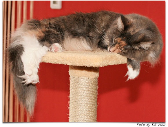 cats_20101015_07.jpg
