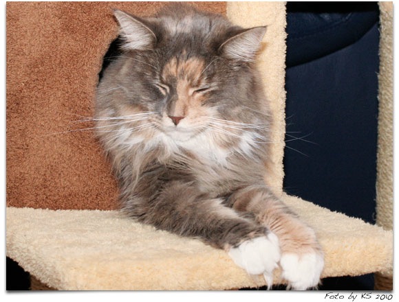 cats_20101015_08.jpg