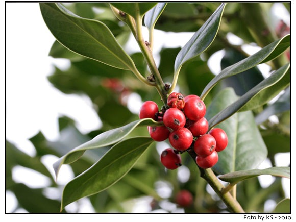 ilex.jpg