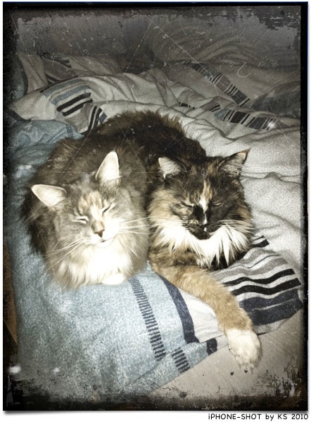 cats_2010118.jpg