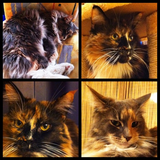 cats_diptic.jpg