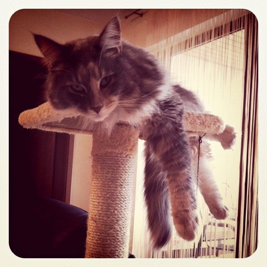 instagram_nala_20101104.jpg