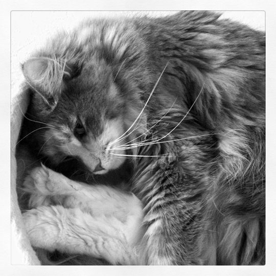 instagram_nala_20101108.jpg