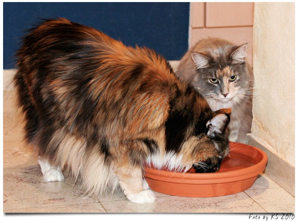 nala_bev_20101016_01.jpg