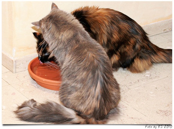 nala_bev_20101016_03.jpg