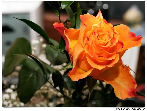 rose.jpg