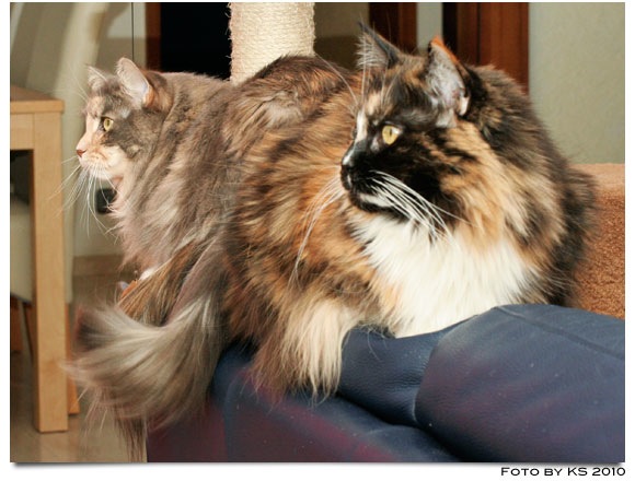 bev_nala_20101204.jpg