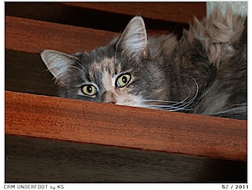 Cam Underfoot - 02/2011