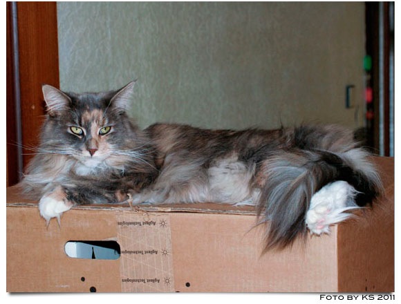 nala_20110102.jpg