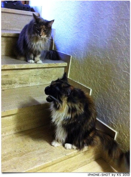 nala_beverly_20110114.jpg