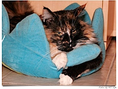 Manchmal gelingt es mir auch, den Kuschelplatz gegen den kleinen Wirbelwind zu verteidigen.