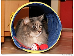 Zwischendurch hat sich Nala ein wenig in meinem Spieltunnel vergnÃ¼gt.