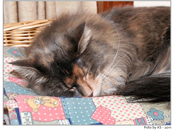 nala_20110217.jpg