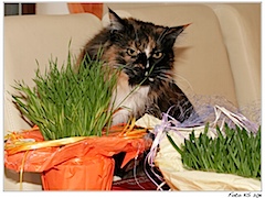 Oh wie schön - wir haben auch was bekommen... lecker Katzengras!