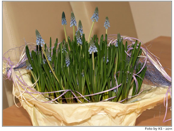 bluemchen_20110310.jpg