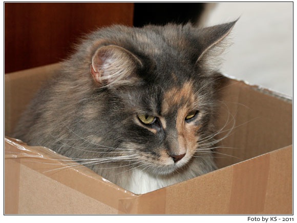 nala_20110325.jpg