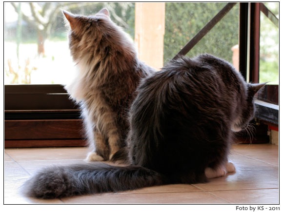 nala_padano_20110324_01.jpg