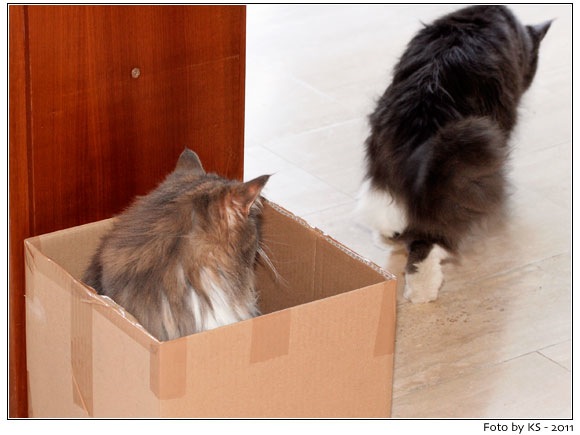 nala_padano_20110325.jpg