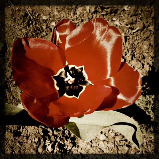 leme_leme_tulpe.jpg