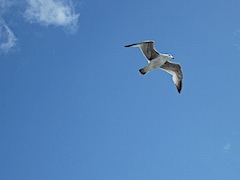 Brightoner MÃ¶we