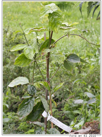 cornus_nuttellii.jpg