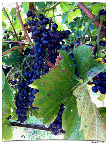 Weinrebe
