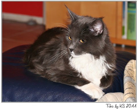 nala_padano_20111217_02.jpg