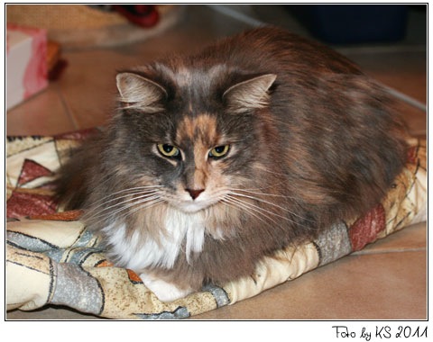 nala_padano_20111217_03.jpg