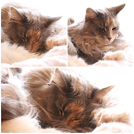 nala_01012015.jpg
