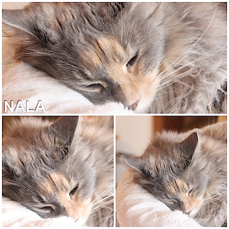 nala_31122014.jpg