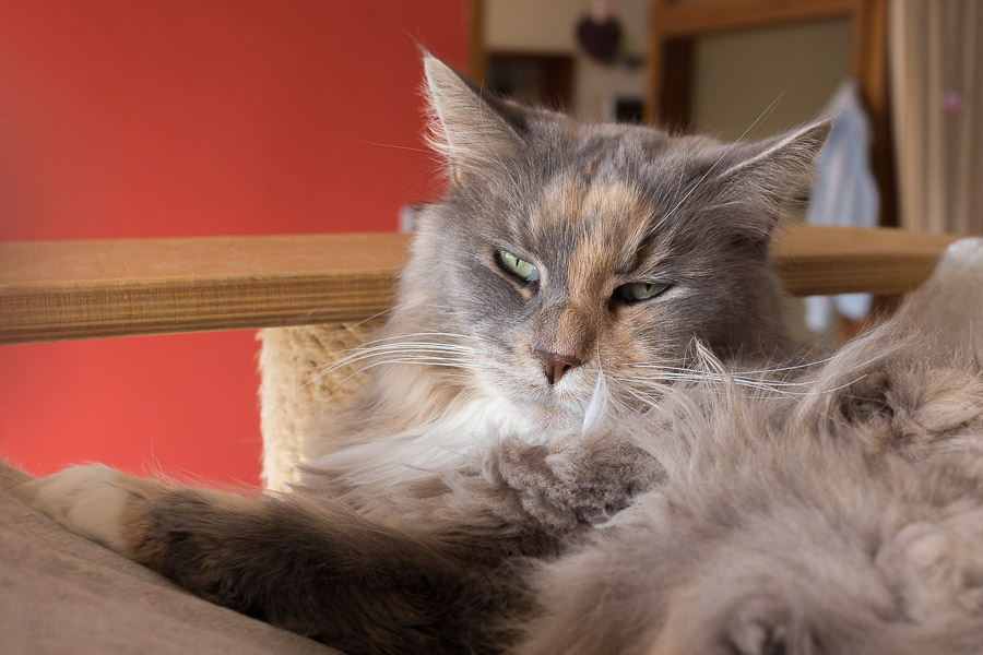 alles_fuer_die_katz_20-1